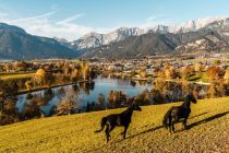 Herbststimmung am Ritzensee mit Saalfelden im Hintergrund. • © Saalfelden Leogang Touristik GmbH / Michael Geißler